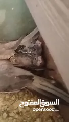  4 فراخ كوكتيل وايت فيس للزق اليدوي عدد2