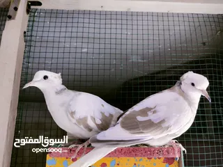  1 حمام فاخت اليف