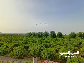  20 مزرعه مثمره للبيع