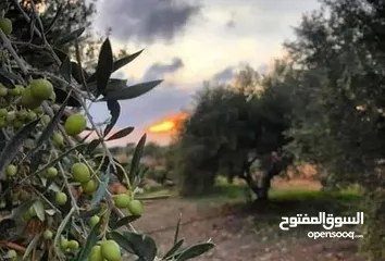  12 2دونم للبيع في كفرراعي (جنين)