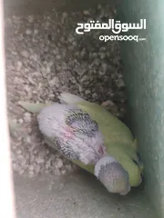  1 طيور حب مع فراخ شغالين للبيع