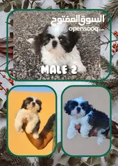  5 Beautiful Shihtzu pups