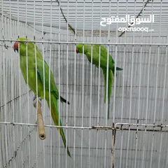  3 ببغاء وطيور زينة