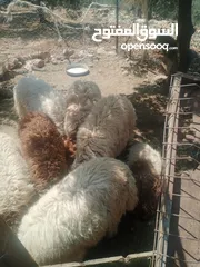 9 موجود خواريف اعمار 7.5 شهور ونص وزن قائم تقريبا 45 كيلو قطعه بصلاة على النبي