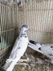  2 حمام باكستاني Pakistani pigeons