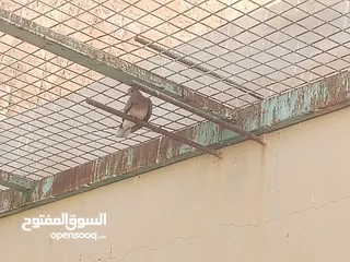  3 10 جواز حمام بري