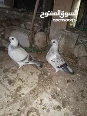  7 جوز بواز تحتيهن بيض مع فرخين فطم جديد
