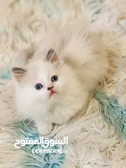  7 قطه هملايا عمر شهرين ونص