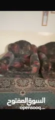  1 طقم كنب مستعمل 3+2+1+1 للبيع - طقم طاولة للبيع