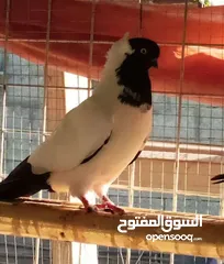  29 حمام الماني نخب جواز وفردات