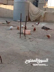  3 جواز حمام للبيع المستعجل وبسعر مغري جدا