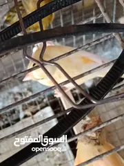  7 كنار للبيع نخب والحبة ممتازة صحة ونظافة  والوانهن جميلة    حبات طويلة ونخب  لا تشتري قبل لا تفحص