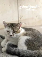  1 قط ذكر اليف