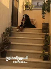  3 كلب برنيس عمره سنتين متطعم ومعاه شهاده بس منتهيه