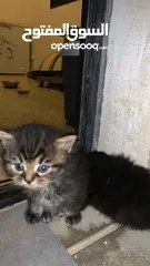  3 6 قطط همالايا للبيع ( الأم + 5 قطط عمر شهرين)
