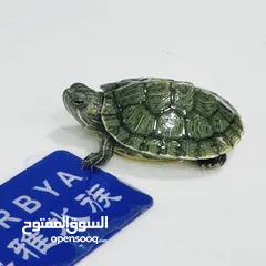  4 عروض نار سلاحف النينجا (ninja turtle)