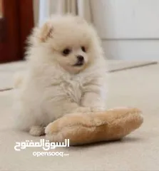  5 pomeranian puppy 2 months old