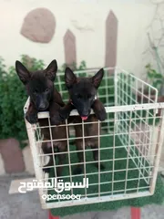  6 متاح جراء بلجم مالينو درايف عالي
