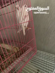  2 زوج روز البينو