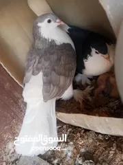  4 جوز حمام لاهور  البزره اجامبو شغلات تحتيهم فرخ وبدهم يبيضو في فيديو