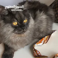  6 قط ذكر مطعم للبيع