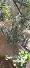  13 بيت طابقين منطقه شومر