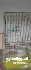 7 ذكرين كوكتيل مع قفص كاسكو جوز حب تحتهم اربع فراخ صحه ونظافه والسعر 70