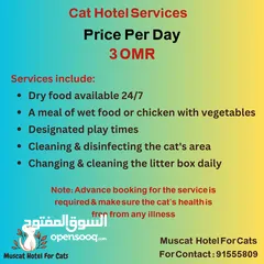 2 Male cats for mating Hotel services for cats