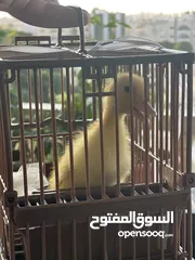  5 بطة صفرا صغيرة للبيع #بطة