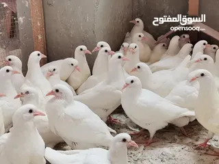  2 حمام فرنسي لاحم Pure سوبر جامبو