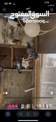  26 25 حبه طيور حمام مراجل