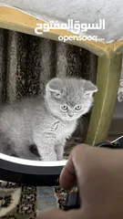  3 “Luxury Scottish Fold & Straight Kittens – Trained Playful & Irresistible!” كتنز سكوتش ملوكين