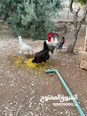  3 حبش ودجاج للبيع