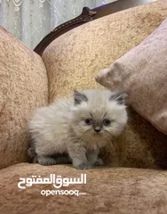  4 قطط كان هملايا بلو وهملايا اورنج عمر45 يوم