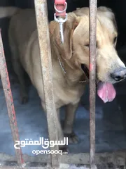  4 برادور للبيع رَبّـჂ̤ يبارك