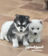  7 جراو مالموت الاسكا