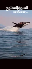  1 Seabreacher orca