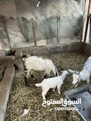  3 أغنام تهاميه للبيع