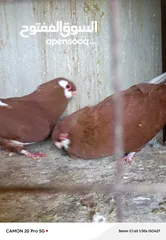  1 للبيع جواز منتجة