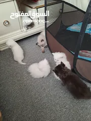  3 قطط شيرازي وسيامي برسوم