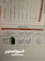  5 قطة صغيره انثى NY11 سكوتش استريت بيور