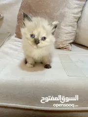  6 قطط للبيع ..