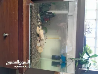  5 حوض سمك اجنبي جديد مع كامل مستلزماته اذا شرا ما بنختلف ان شاء الله على السعر  حوض مميز جماليا