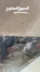  2 فراخ باكستاني بصلاة على النبي