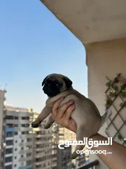  11 جراوي بج، pug puppies