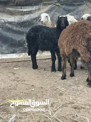  6 كباشه وحملان