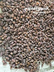  2 تمر مجهول للبيع بسعر الجمله