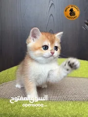  8 High-level British Shorthair kittens with pedigree