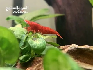  8 Red cherry shrimp