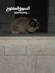  1 قطه هملايا